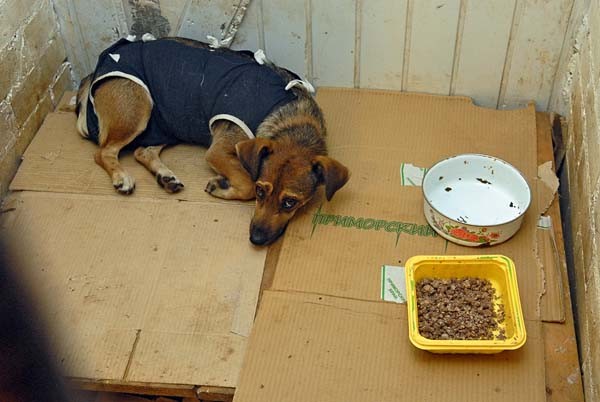 Problem with stray animals shows ugly face of Ukraine - Jul. 22, 2010 |  KyivPost